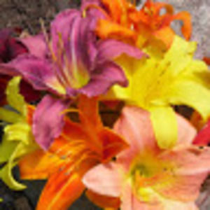 Meet your Posher, Janice